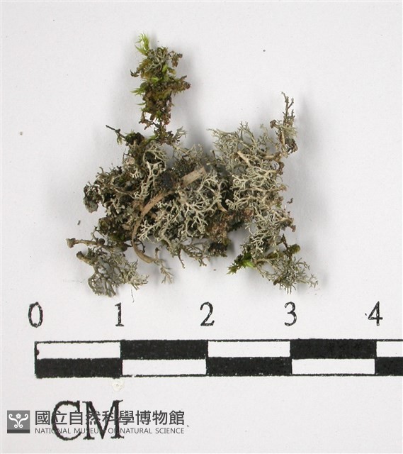 登錄號:L00002704藏品圖，第1張