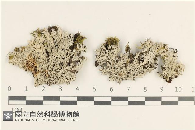 登錄號:L00003664藏品圖，第1張
