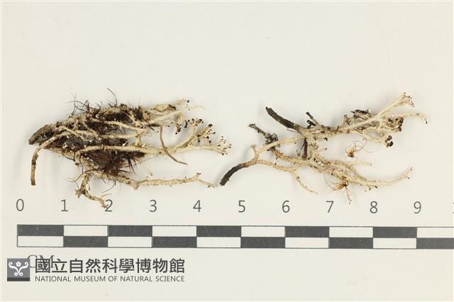 粗皮石蕊藏品圖，第1張