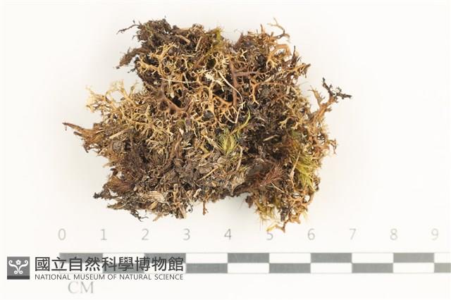 登錄號:L00001164藏品圖，第1張
