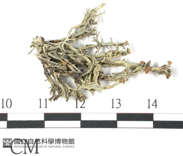 登錄號:L00002564藏品圖，第1張