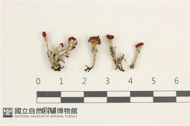 登錄號:L00000564藏品圖，第1張