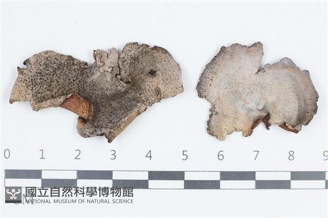 登錄號:L00003564藏品圖，第1張