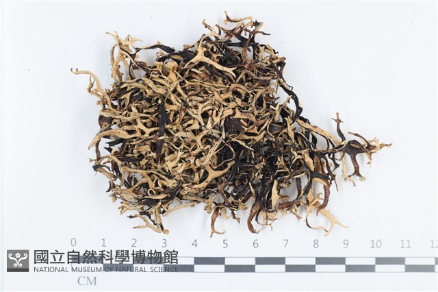 登錄號:L00000364藏品圖，第1張