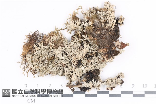 登錄號:L00002114藏品圖，第1張