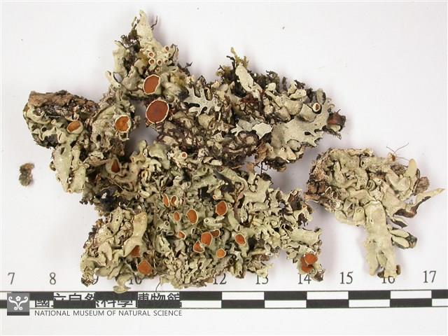 登錄號:L00002514藏品圖，第1張