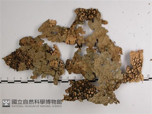 擬側膜兜衣藏品圖，第1張