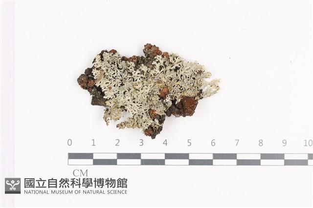 小葉雪花衣藏品圖，第1張