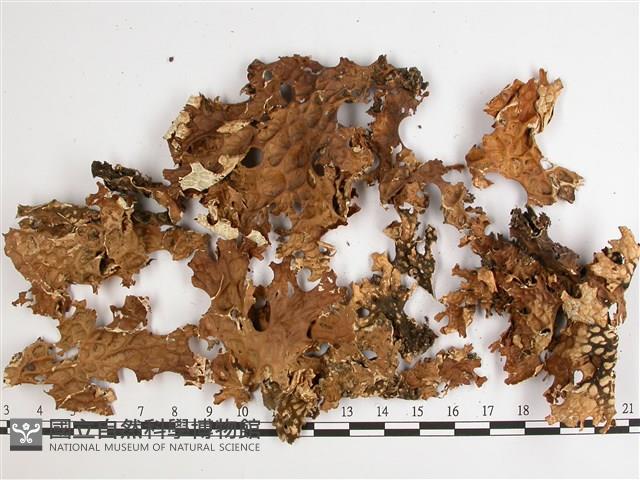 樹棲兜衣藏品圖，第1張