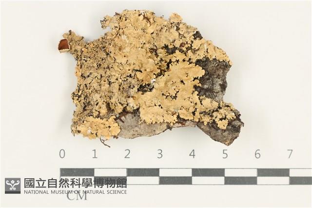 登錄號:L00001144藏品圖，第1張
