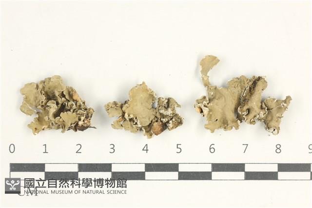 登錄號:L00004544藏品圖，第1張
