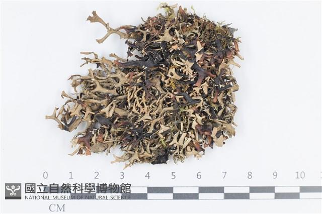 登錄號:L00002444藏品圖，第1張