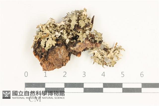 登錄號:L00003744藏品圖，第1張