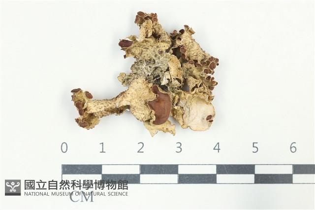 登錄號:L00003024藏品圖，第1張