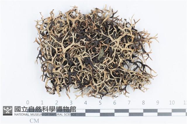 登錄號:L00002124藏品圖，第1張