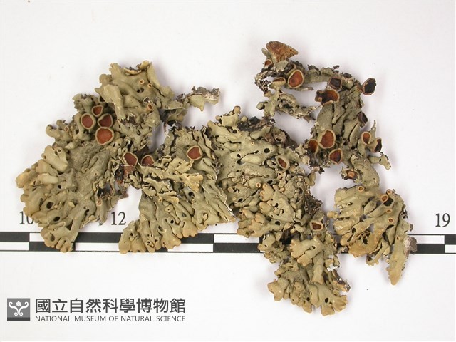 登錄號:L00001324藏品圖，第1張
