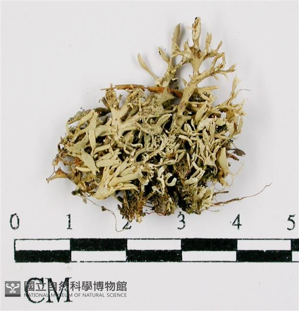 登錄號:L00000674藏品圖，第1張