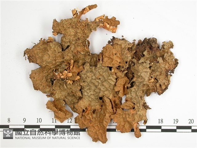 網脊兜衣藏品圖，第1張