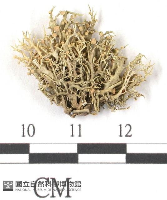 登錄號:L00001074藏品圖，第1張