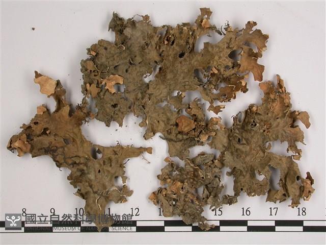 叉狀針芽兜衣藏品圖，第1張