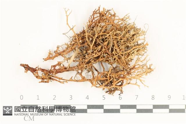 登錄號:L00000574藏品圖，第1張