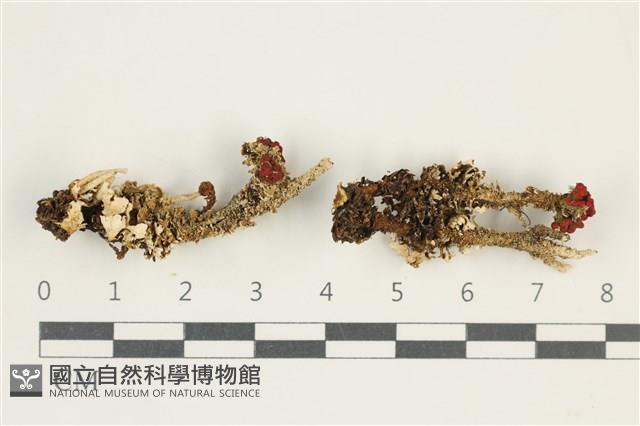 登錄號:L00000474藏品圖，第1張