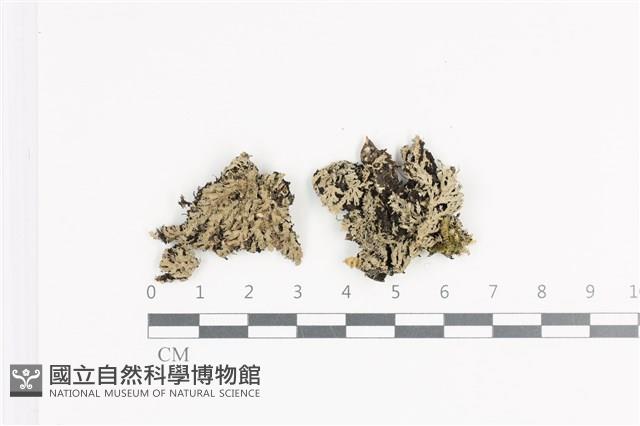 小葉雪花衣藏品圖，第1張