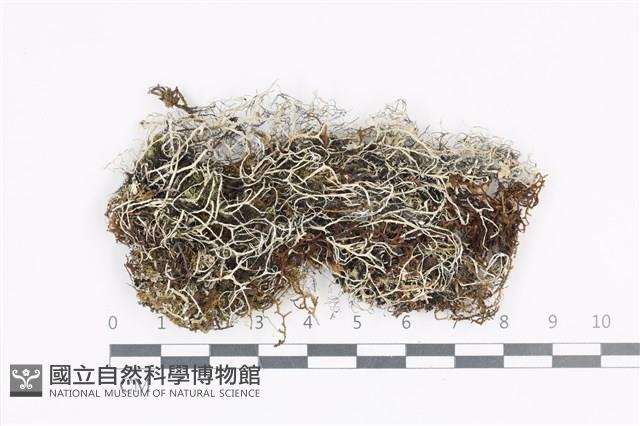 登錄號:L00004454藏品圖，第1張