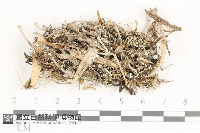 登錄號:L00001354藏品圖，第1張