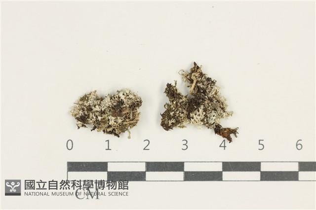 登錄號:L00000294藏品圖，第1張