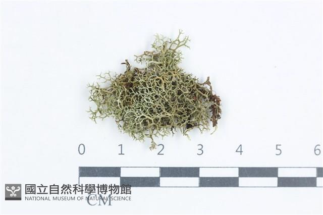 登錄號:L00003594藏品圖，第1張