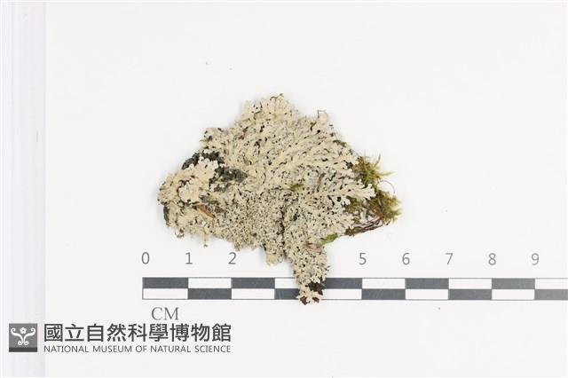 裂芽雪花衣藏品圖，第1張