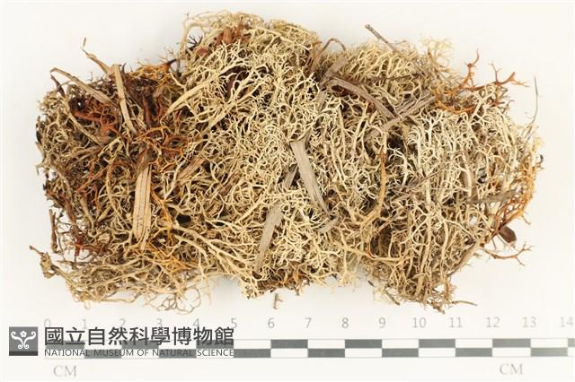 登錄號:L00001234藏品圖，第1張