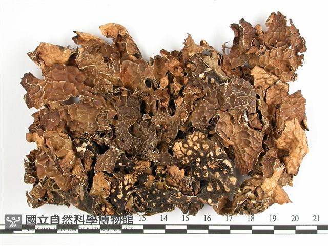 中國兜衣藏品圖，第1張