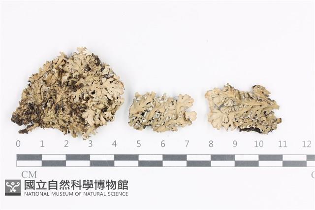 日本雪花衣藏品圖，第1張