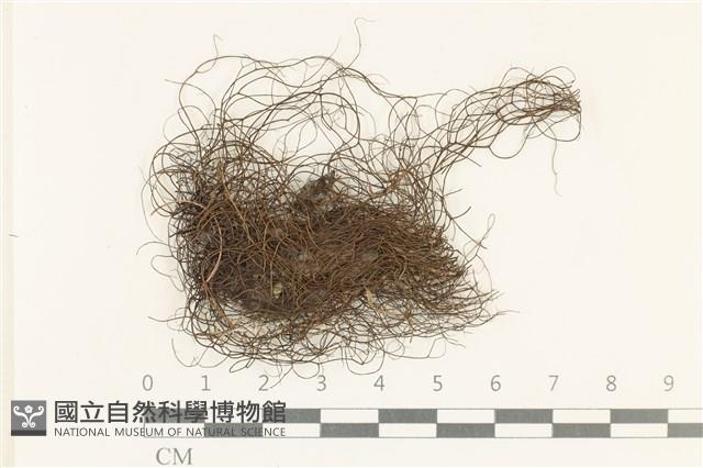 登錄號:L00005434藏品圖，第1張