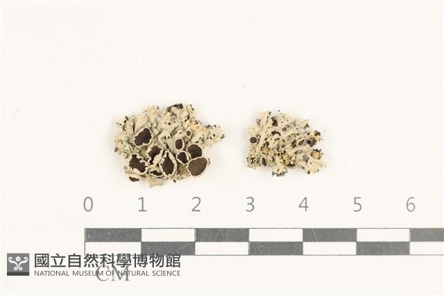 登錄號:L00001334藏品圖，第1張