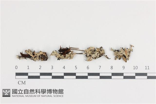 日本雪花衣藏品圖，第1張