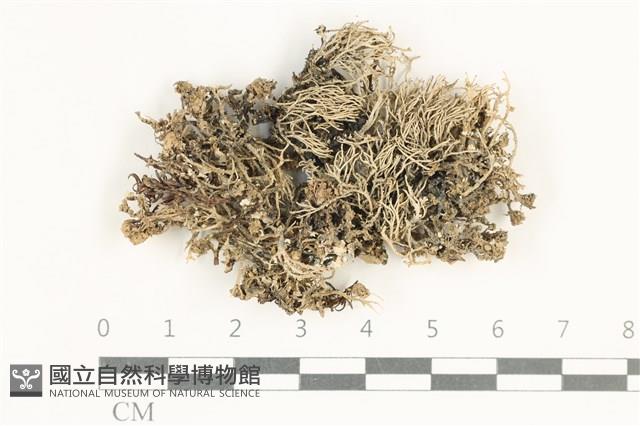 登錄號:L00000287藏品圖，第1張