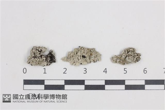 扁平黑囊基衣藏品圖，第1張