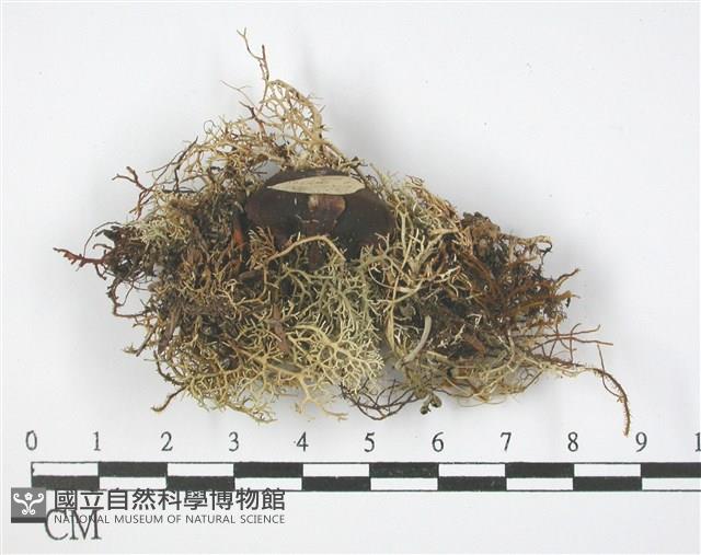 登錄號:L00001587藏品圖，第1張