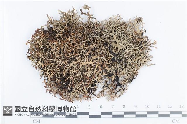 登錄號:L00002387藏品圖，第1張