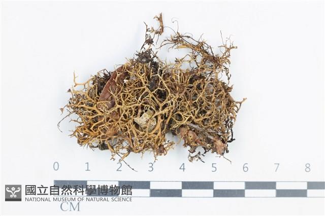 登錄號:L00003387藏品圖，第1張