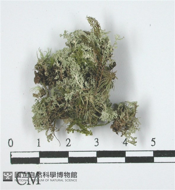 登錄號:L00002787藏品圖，第1張
