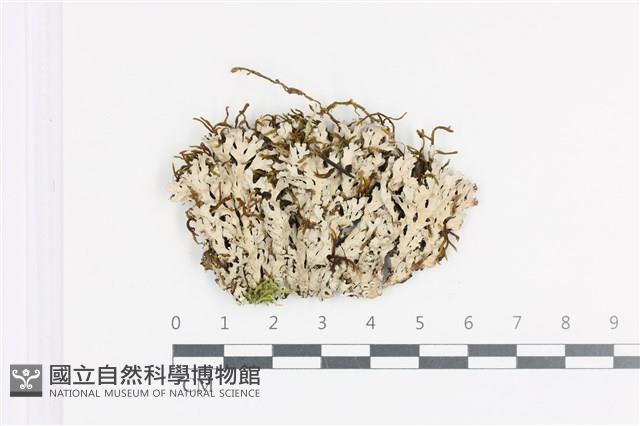登錄號:L00002007藏品圖，第1張