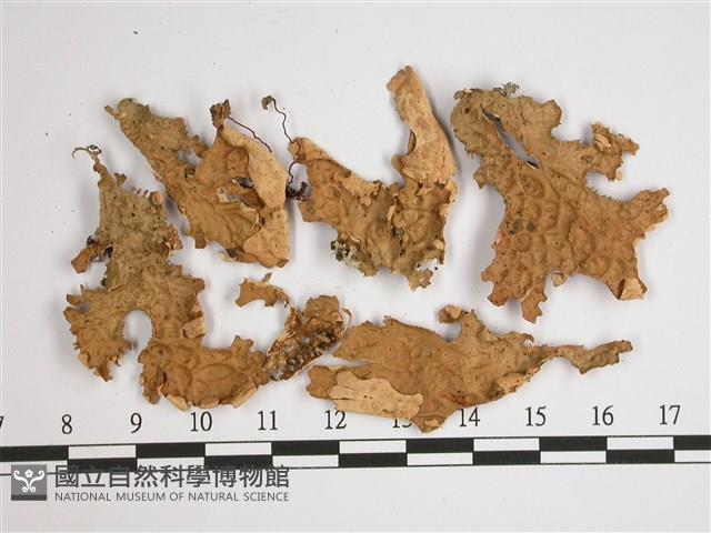 擬側膜兜衣藏品圖，第1張