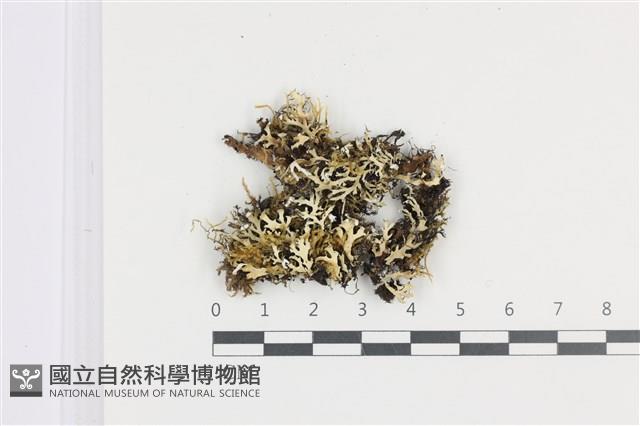 登錄號:L00005007藏品圖，第1張