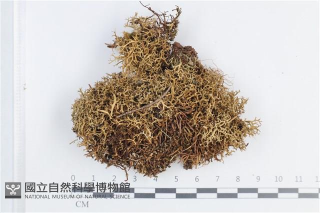 登錄號:L00004007藏品圖，第1張