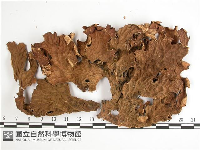 叉狀針芽兜衣藏品圖，第1張