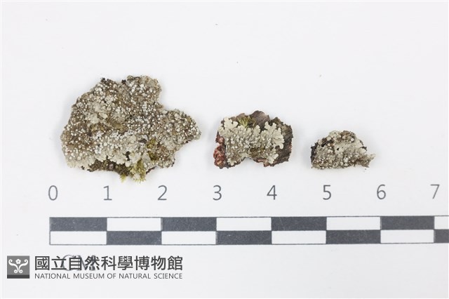 有色黑囊基衣藏品圖，第1張